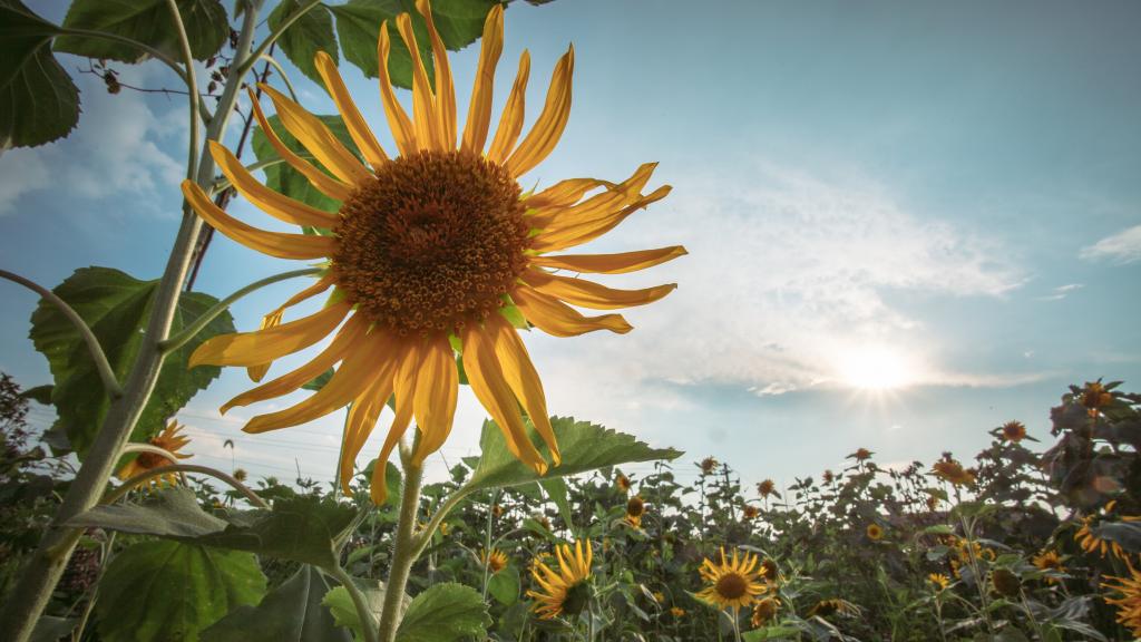 5k分辨率向日葵图片