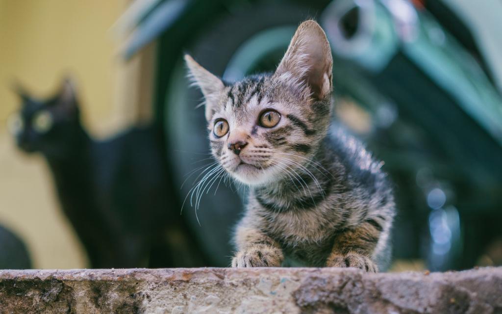 可爱的小猫咪