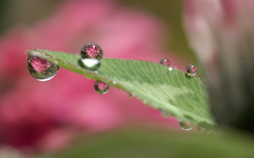 绿色植物之露珠水滴