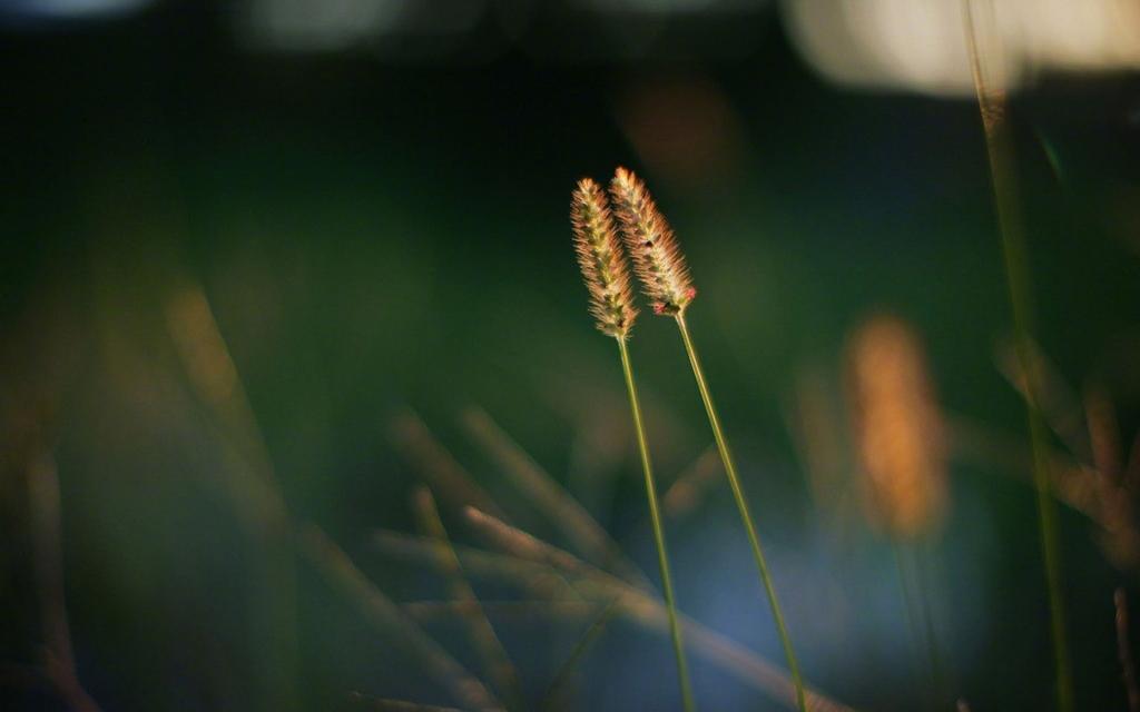 超清护眼绿色植物