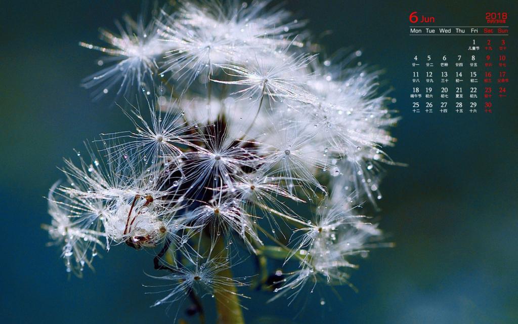 2018年6月唯美蒲公英图片日历