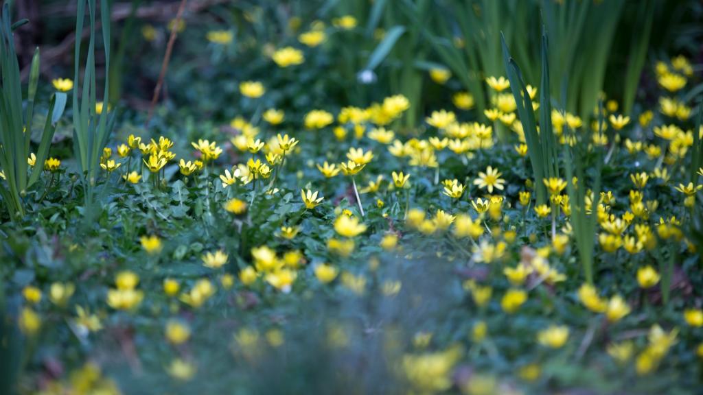 繁星点点的野花