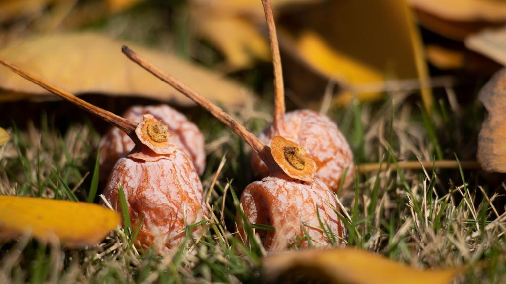 黄色的银杏果果实