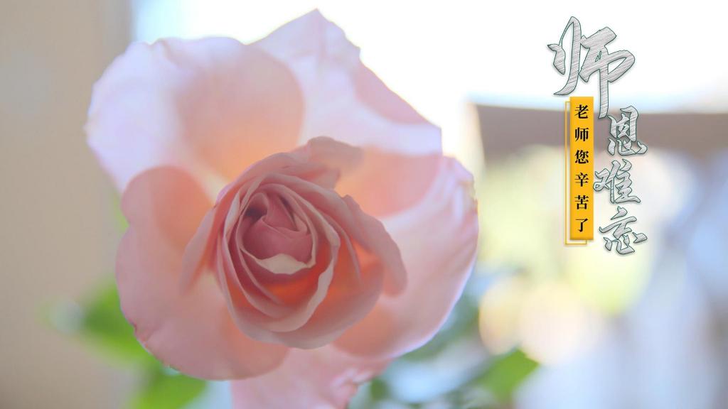 9.10教师节唯美清新蔷薇