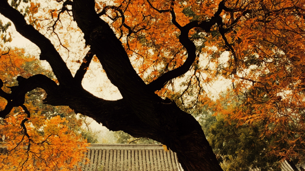 西山大觉寺质感意境摄影