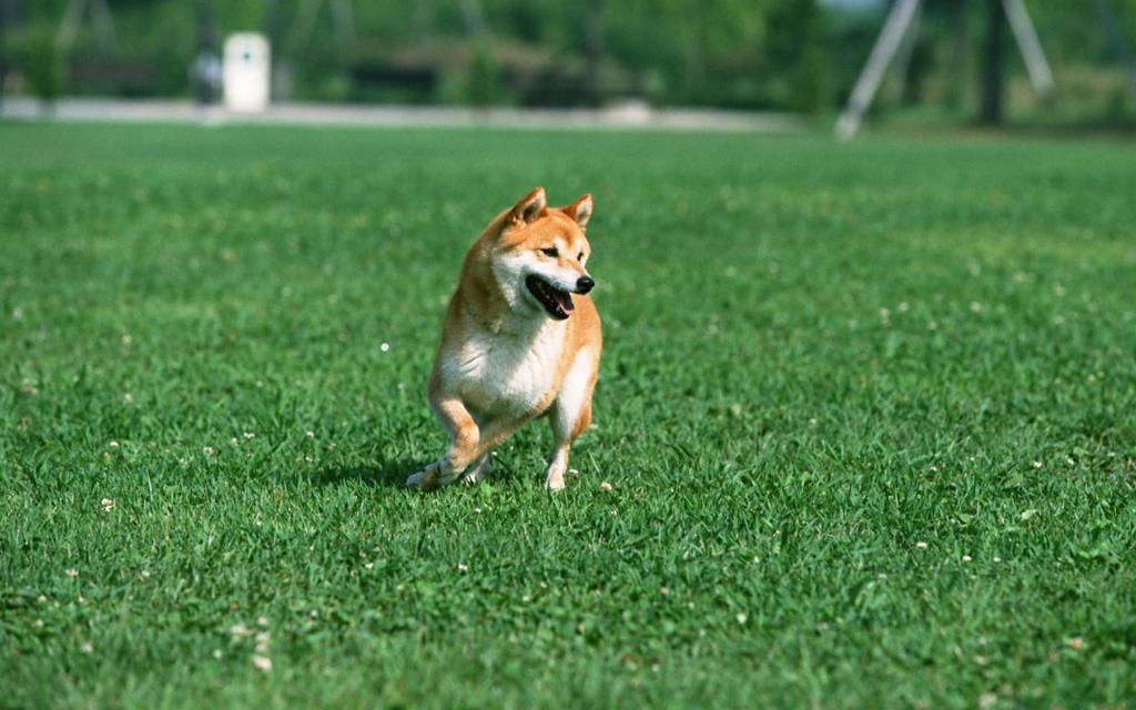 宠物小狗草地玩耍