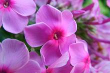 娇艳欲滴的花卉