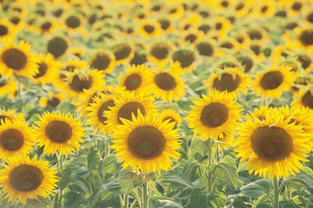 向日葵清新唯美微距写真