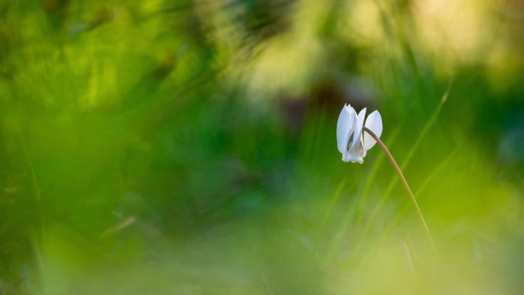 期许一场花开的绚烂