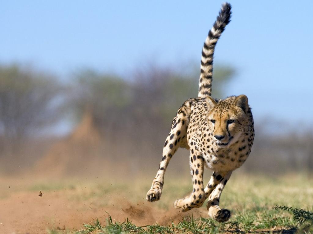 优秀动物摄影作品