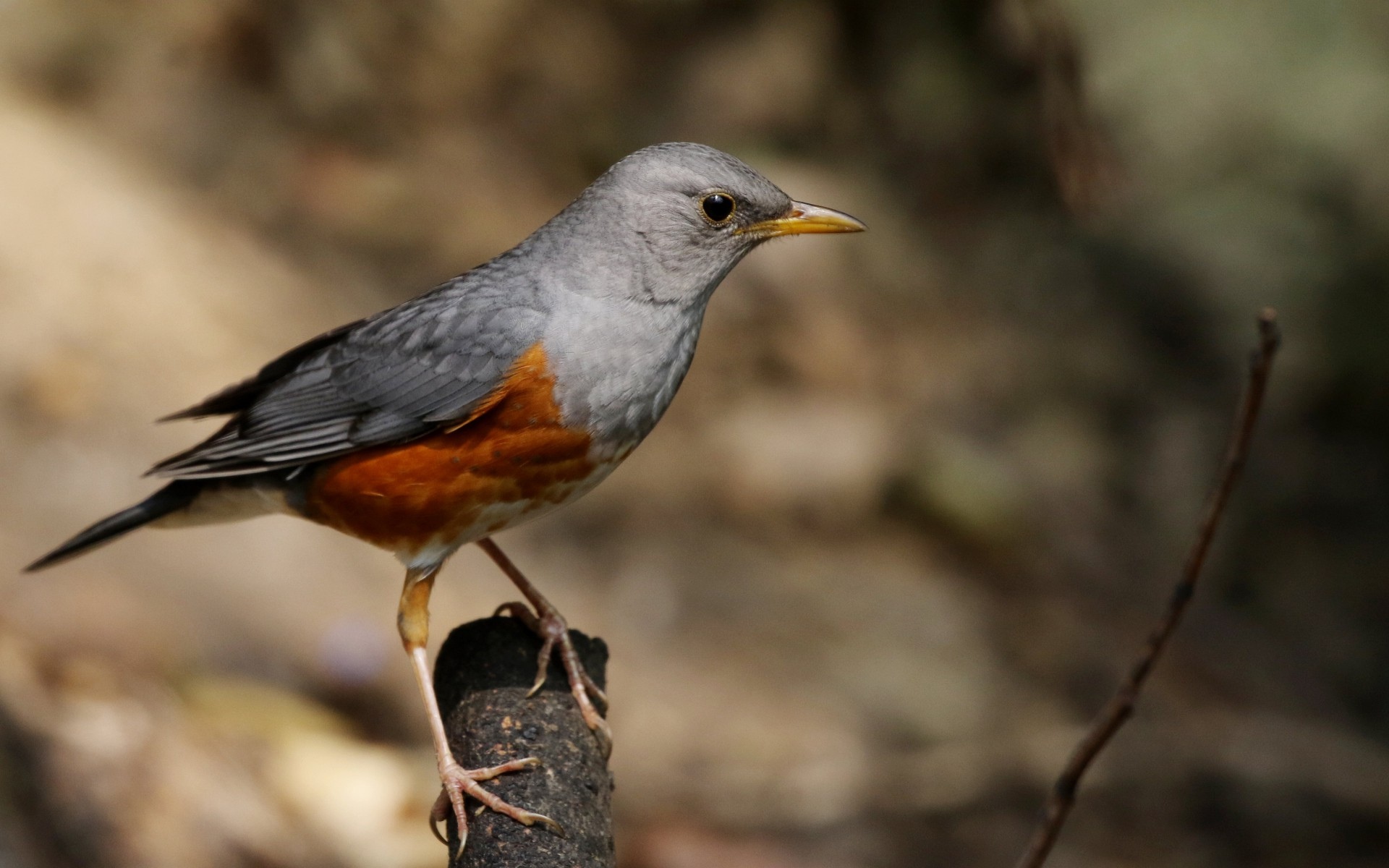 自然界中的地鸫鸟