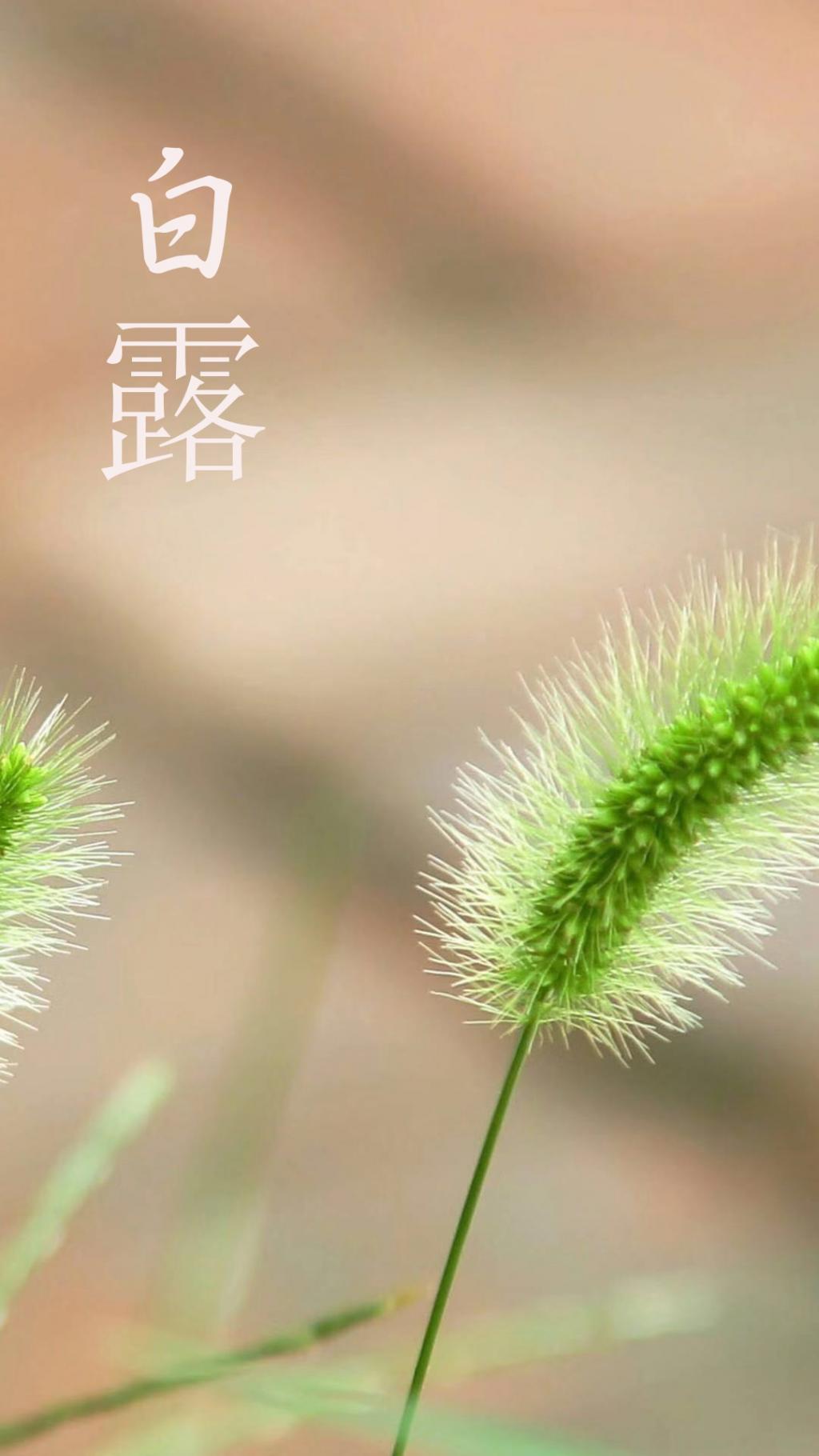 迎接白露节