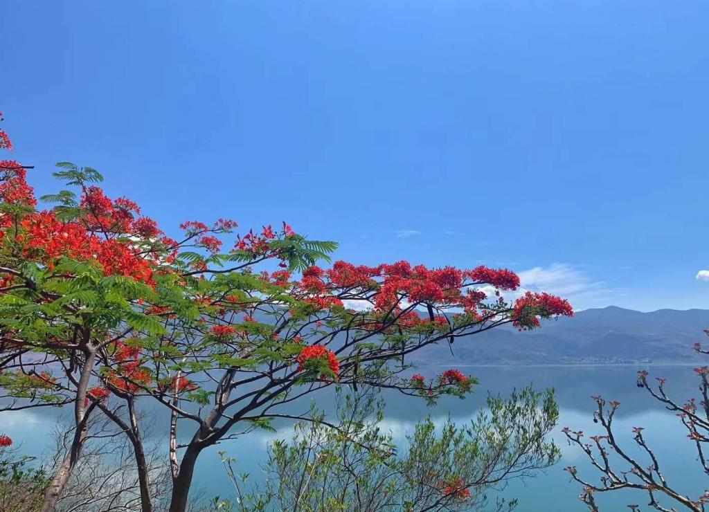 云南永胜县小清新凤凰花