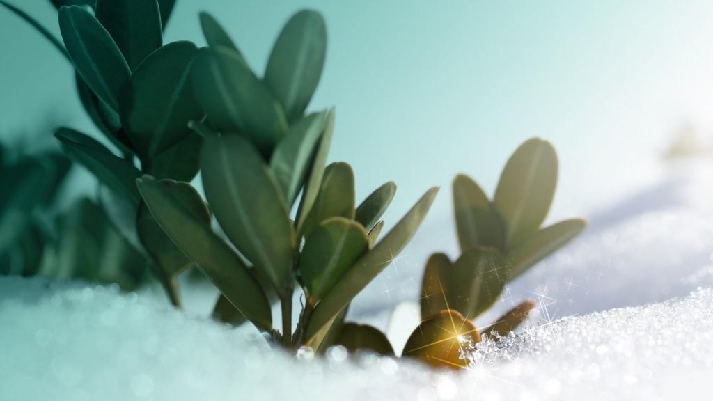 雪天里的大自然