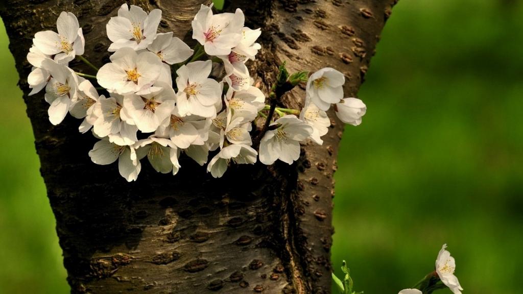 樱花花语(除你之外,别无他爱)