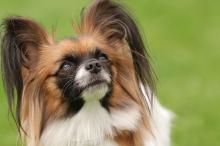 超级可爱的蝴蝶犬