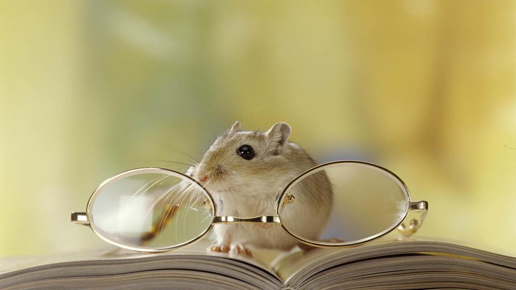 呆萌可爱的小仓鼠