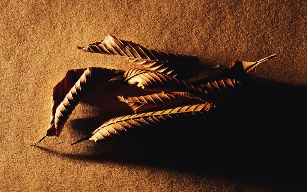 宽屏千年生物贝壳