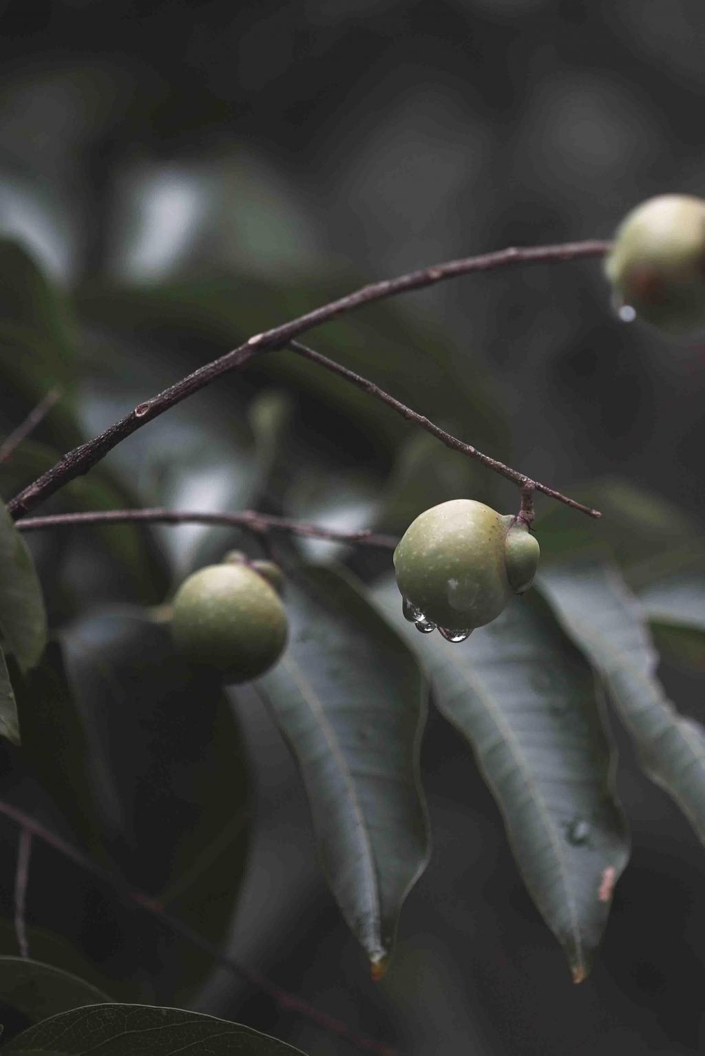 微凉秋意唯美无患子迷人风光
