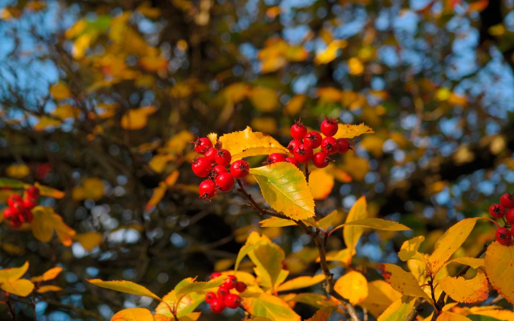 山楂树上挂满了玛瑙似的红果