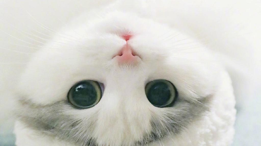 治愈系呆萌喵星人