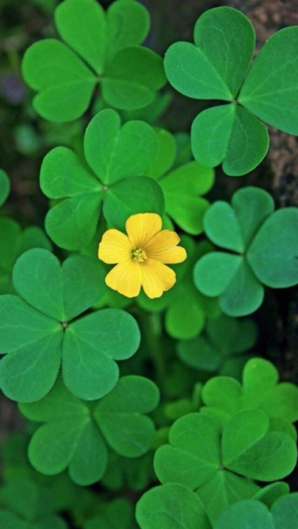 护眼绿色四叶草