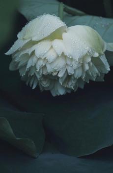 莫愁湖公园的初绽夏荷 -2