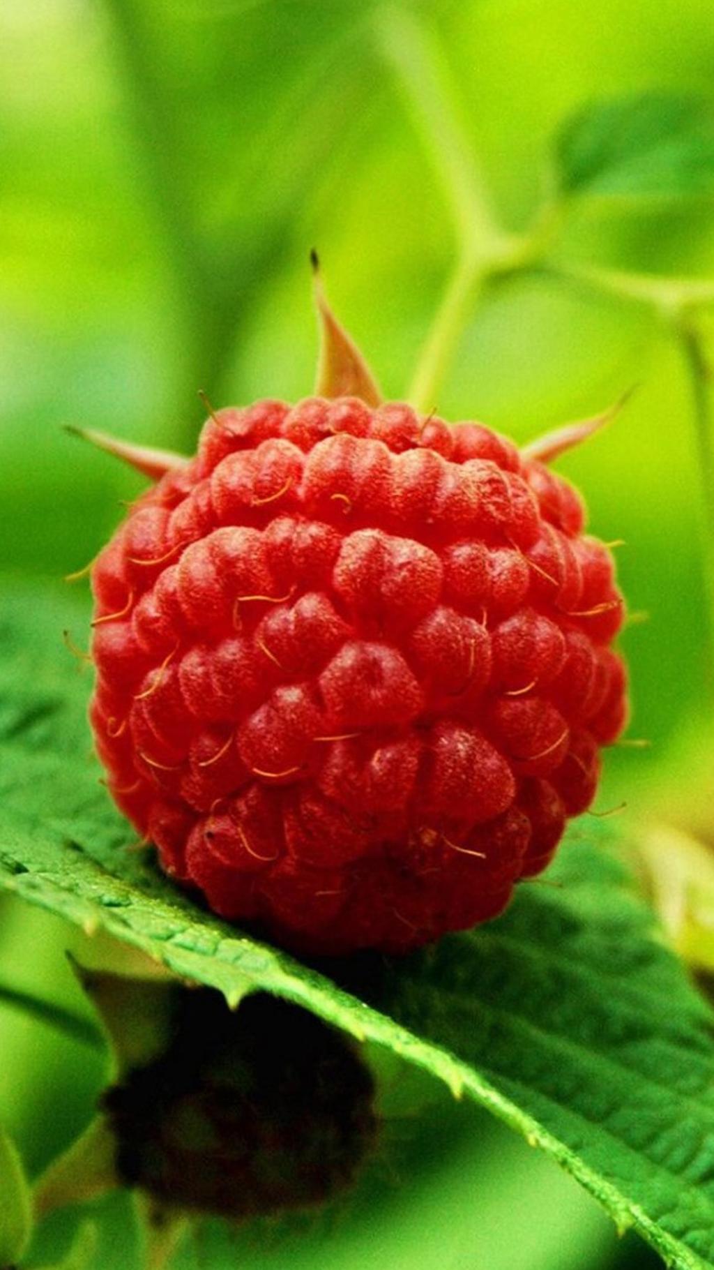 诱人可口鲜红树莓