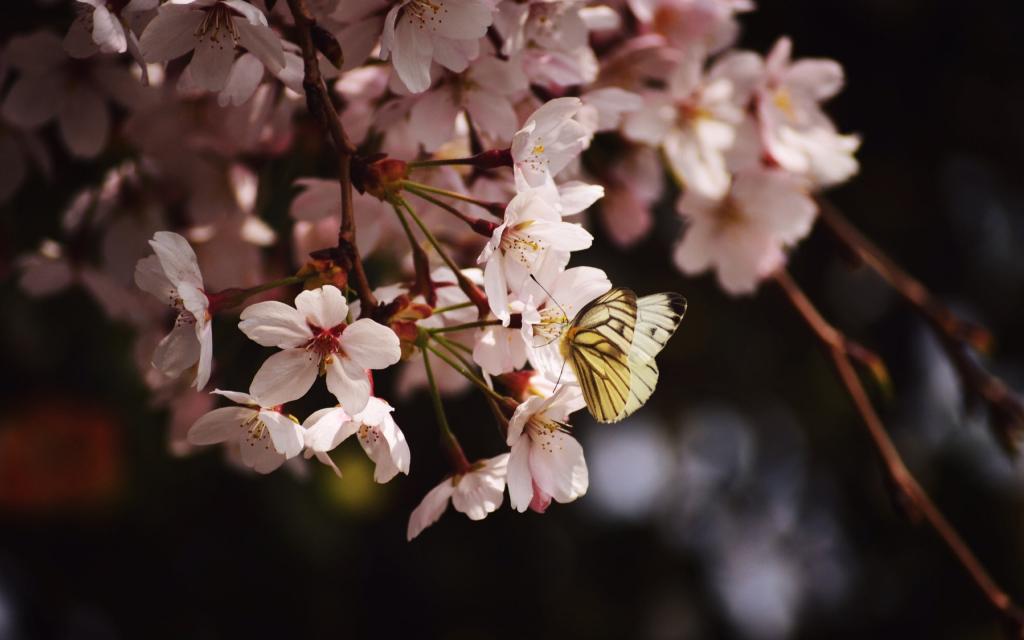 花间蝴蝶壁纸