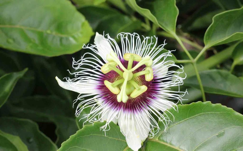 百香果花微距摄影