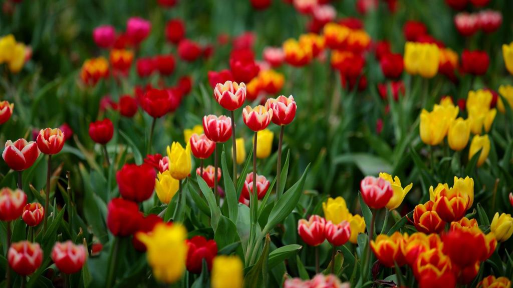 素雅秀丽的郁金香