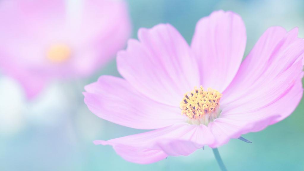 浪漫粉色情人花