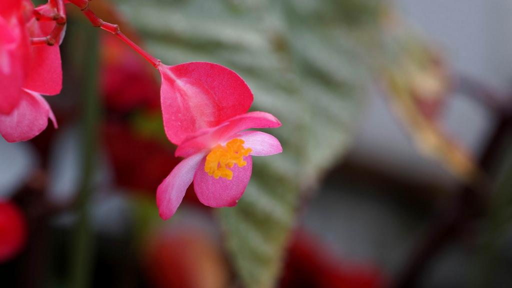 娇艳欲滴的四季海棠