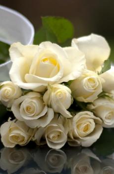 养眼唯美植物玫瑰花