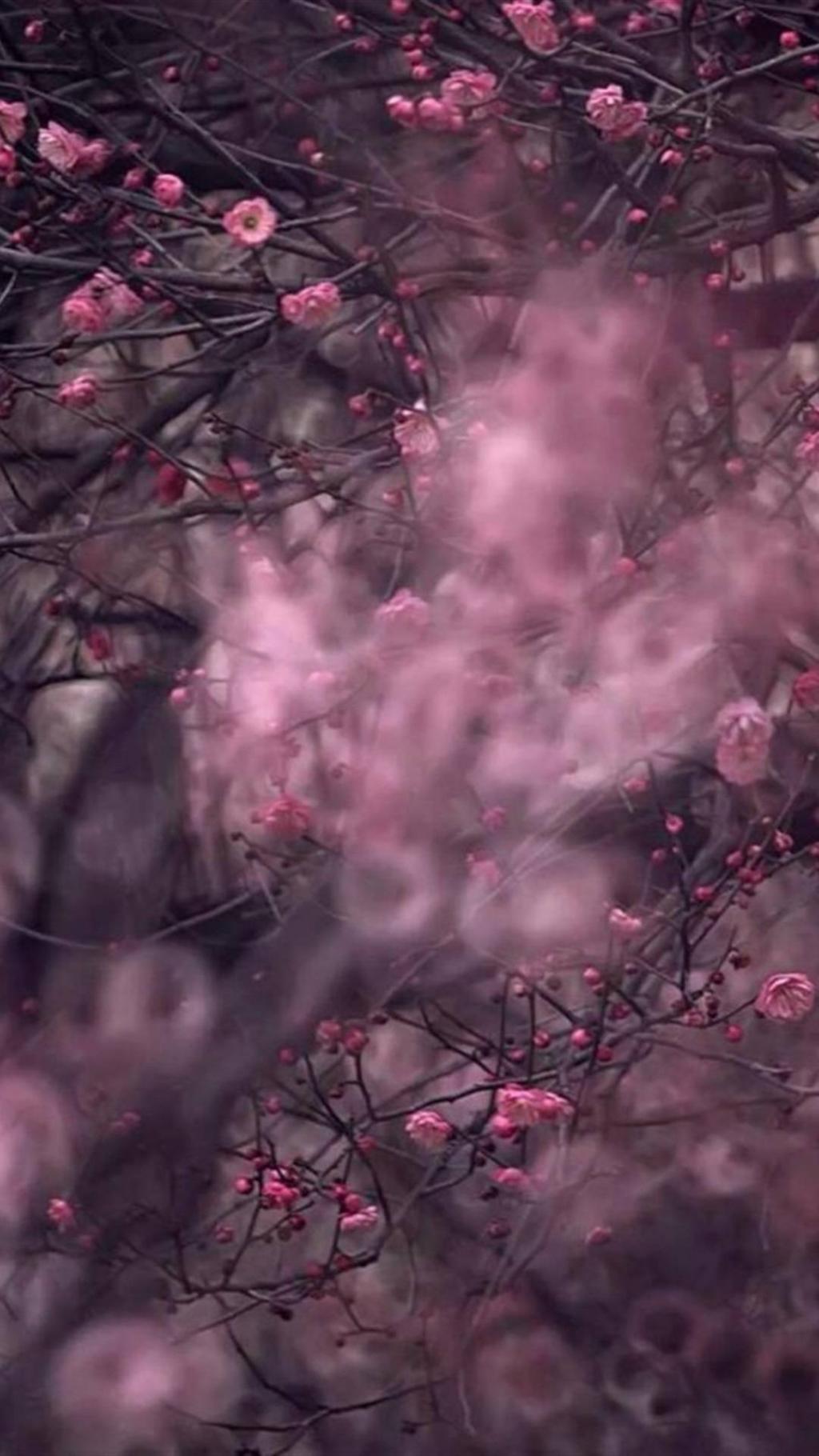 梅花香自苦寒来