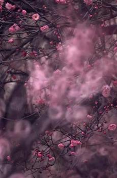 梅花香自苦寒来