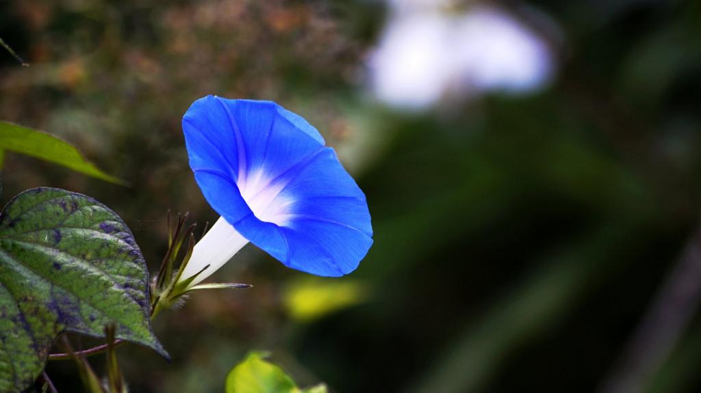 蓝色牵牛花图片