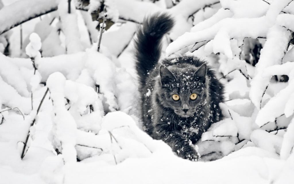 雪地里玩耍的猫咪