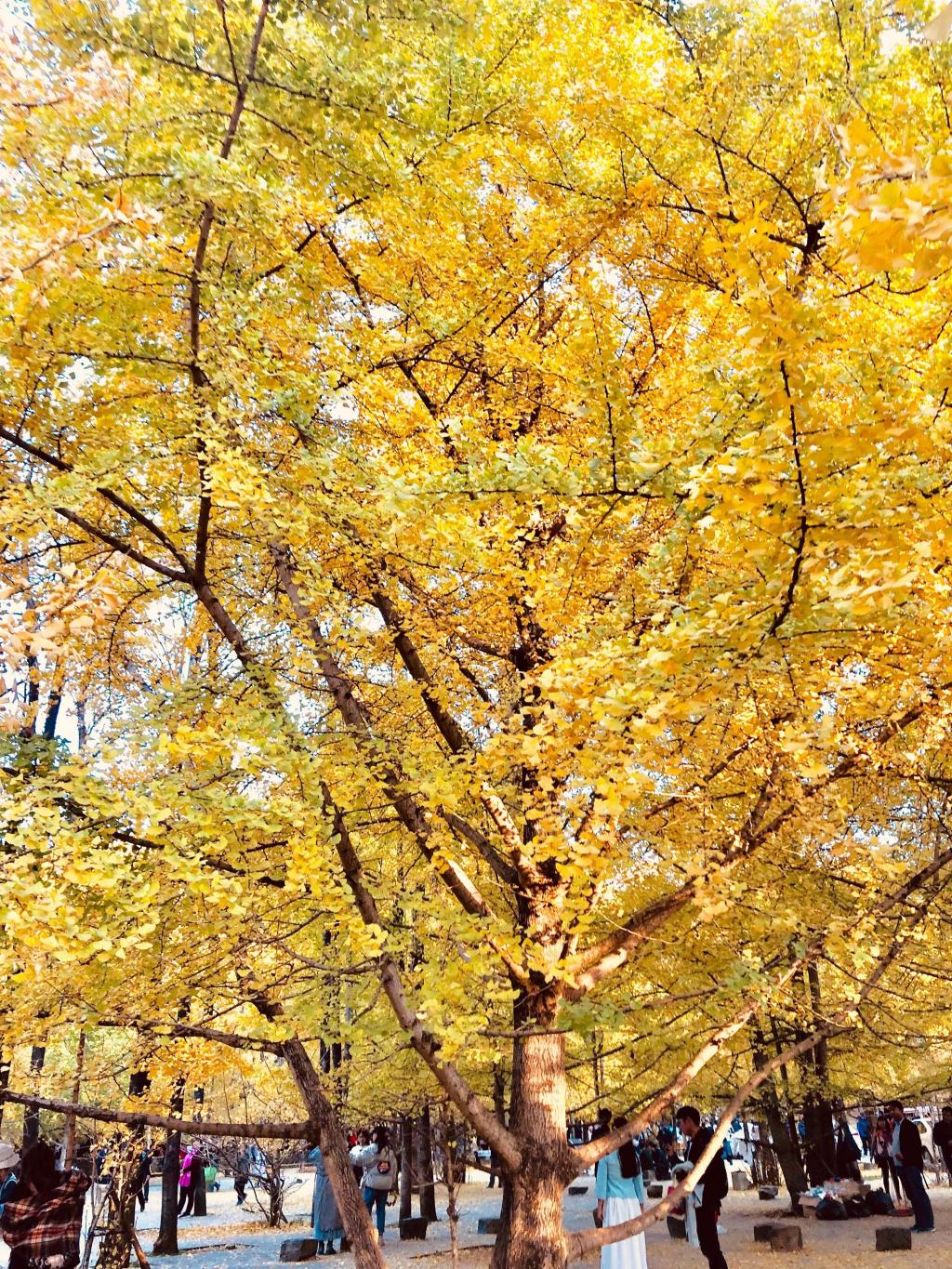 云南腾冲银杏村