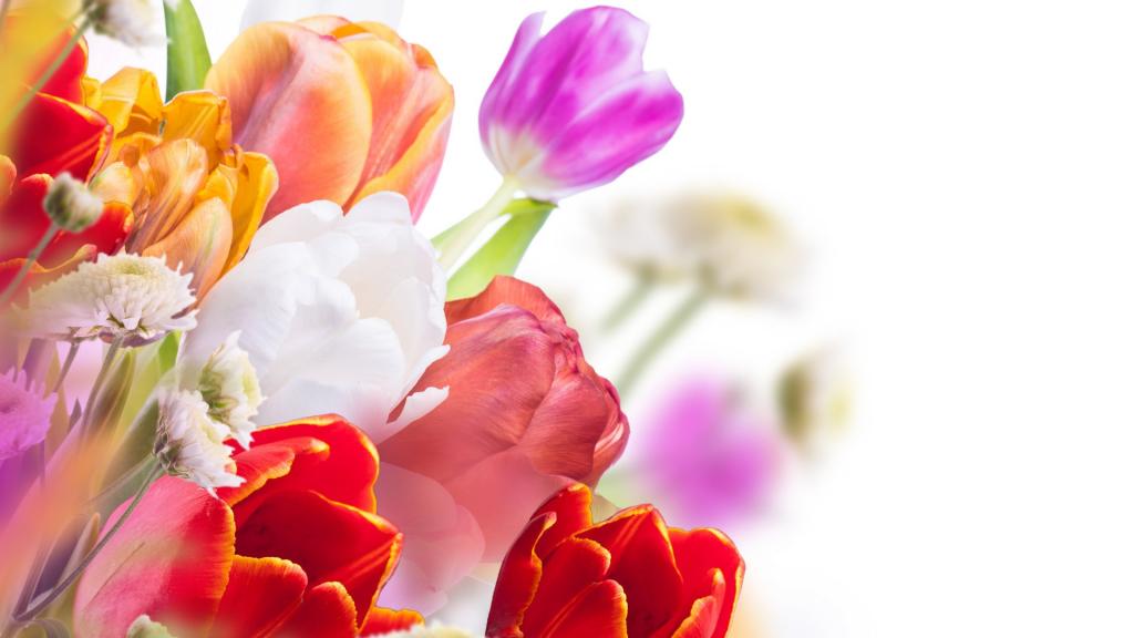 荷兰国花郁金香图片