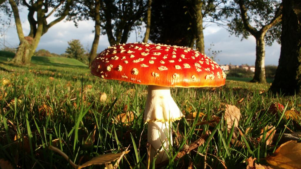 有毒的红色毒蘑菇