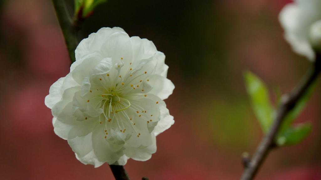 洁白的白碧桃花