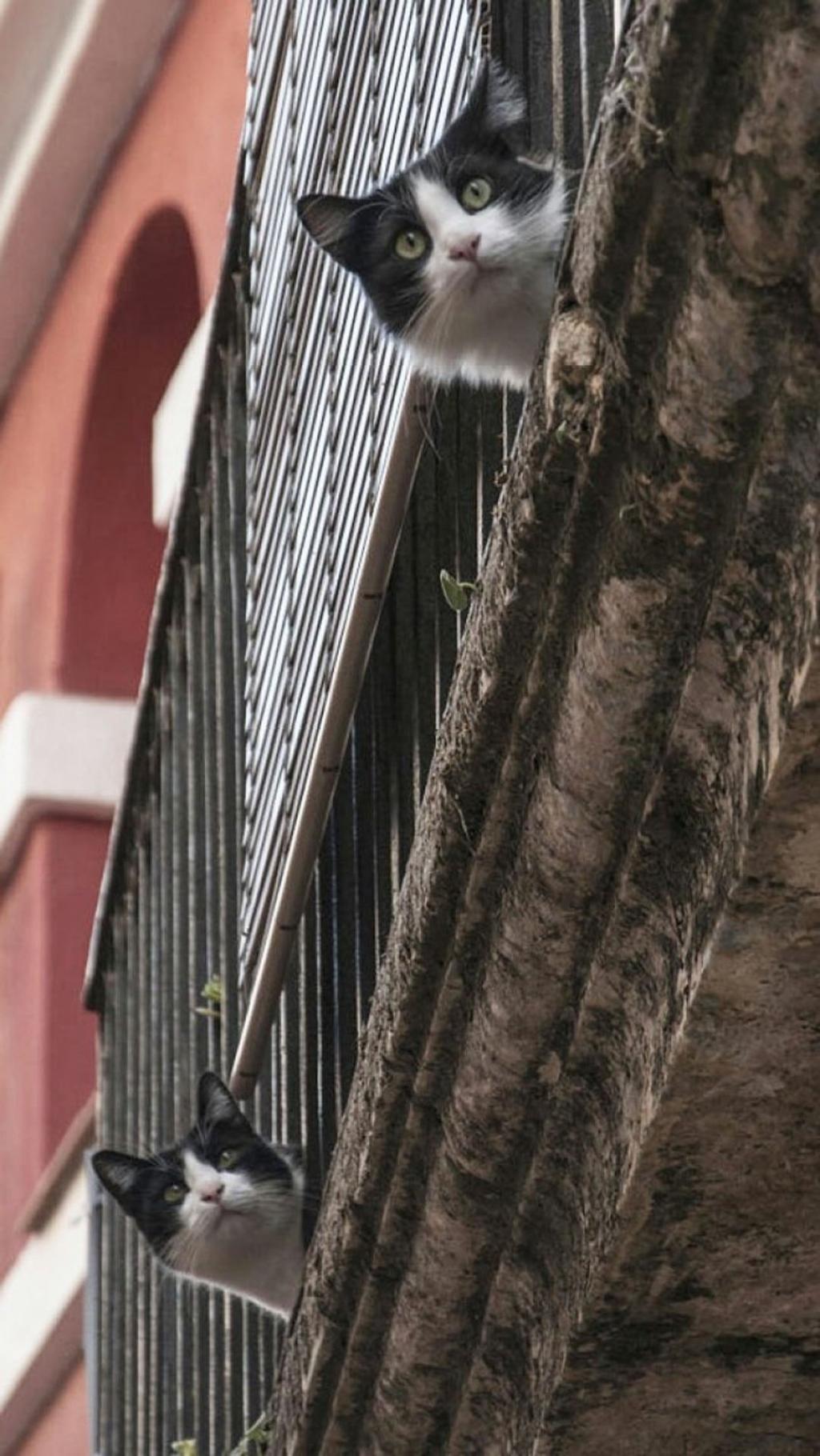 清新可爱萌宠猫咪