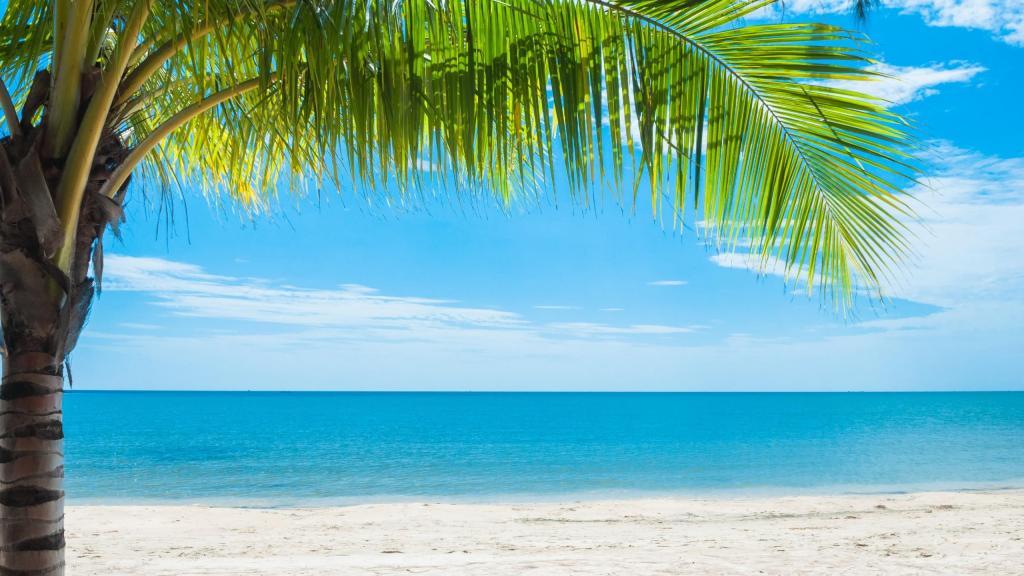 夏天美丽的海边椰树风光