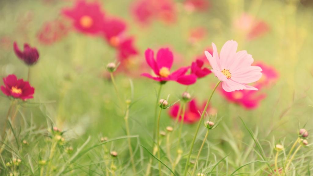 各色各样的娇花