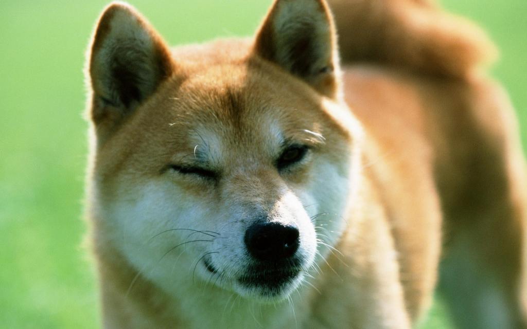 宠物小狗草地玩耍