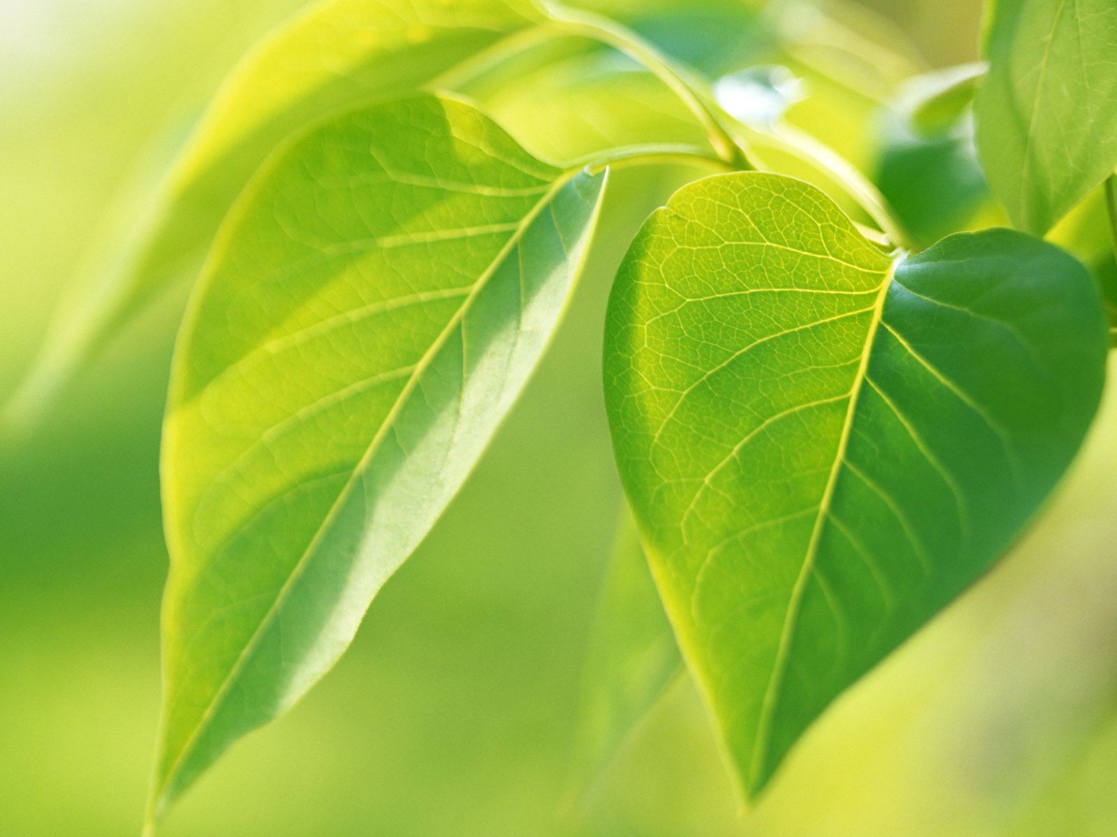 青翠欲滴的绿叶