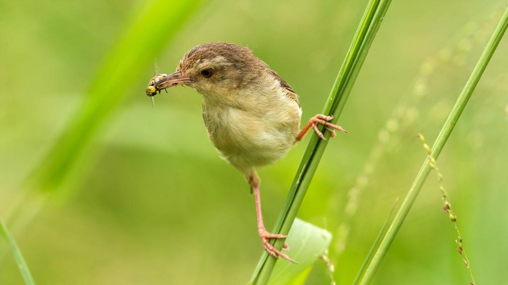 好看的纯色山鹪莺