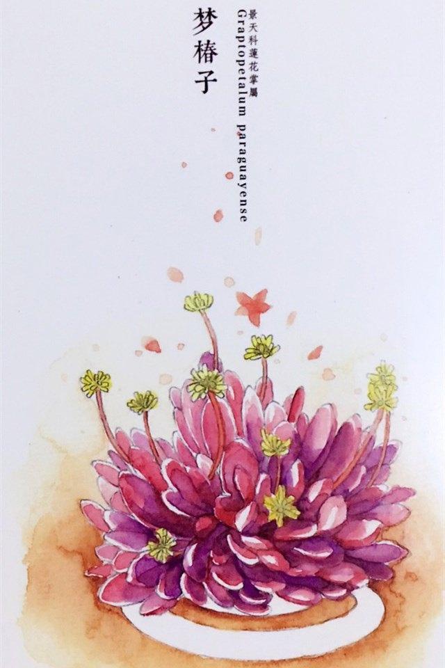 多肉植物水彩艺术插画,高清图片,手机锁屏桌面-壁纸族
