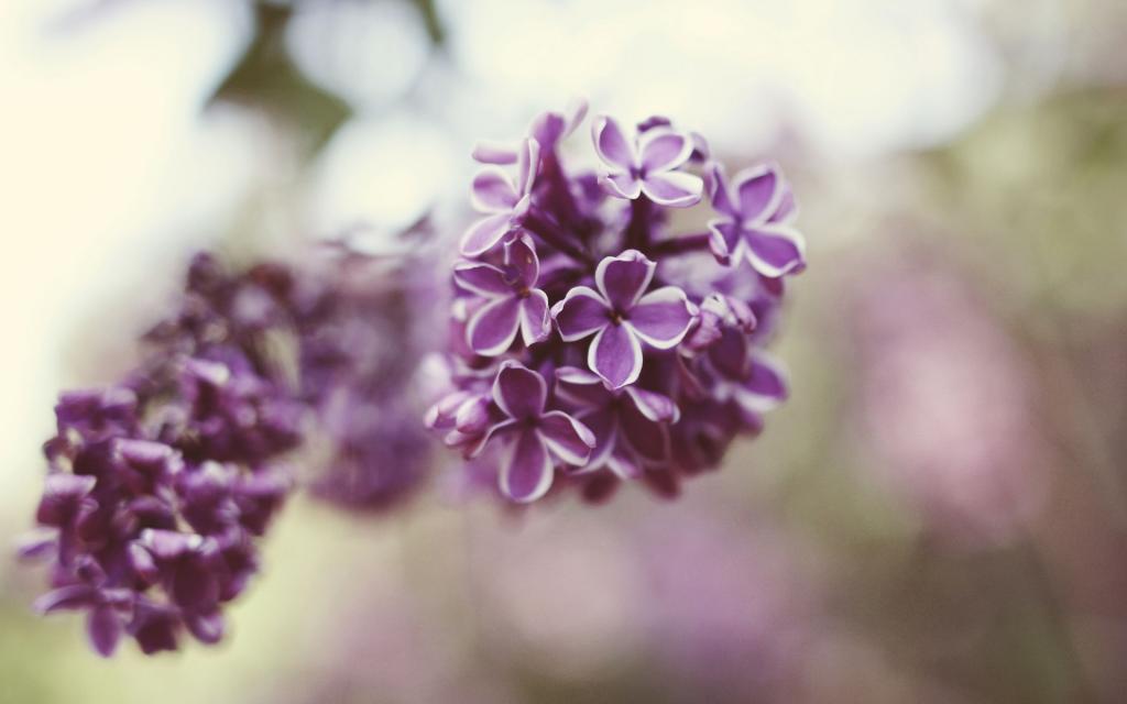 淡淡的紫丁香